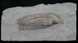 Detailed Halysiocrinus Crinoid Fossil - Crawfordsville #8398-1